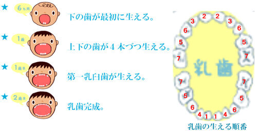 自由ヶ丘デンタルスタジオの小児歯科